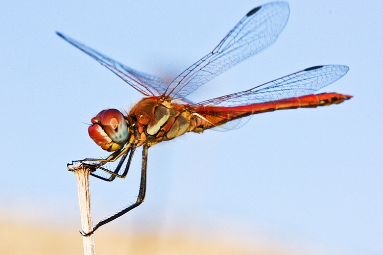 Confermazione Sympetrum striolatum